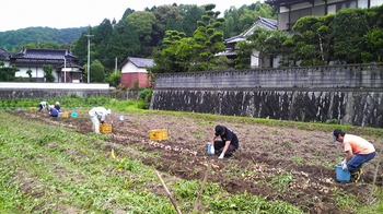 ジャガイモ収穫_01