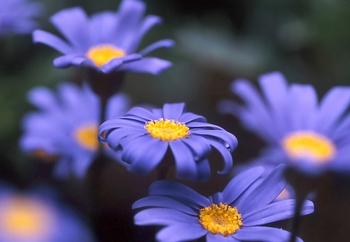 ブルーデージー（瑠璃雛菊（るりひなぎく）） (Blue daisy) 