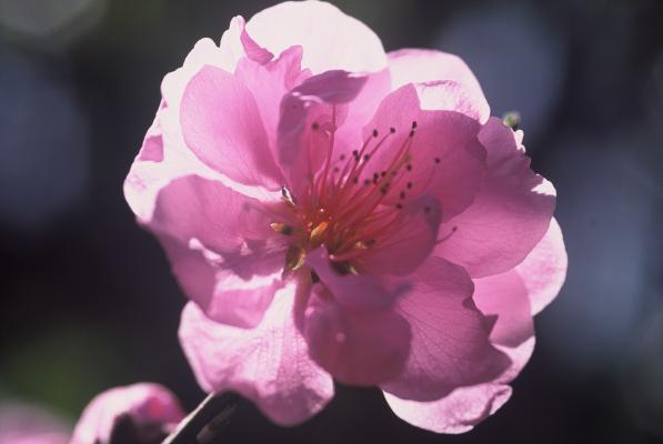ワスレナグサの花